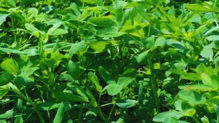 जानिए बरसीम की खेती के बारे में
