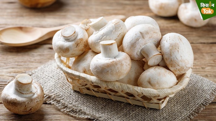 किसान कम खर्च में बटन मशरूम की खेती से बेहतर कमाई कर सकते हैं