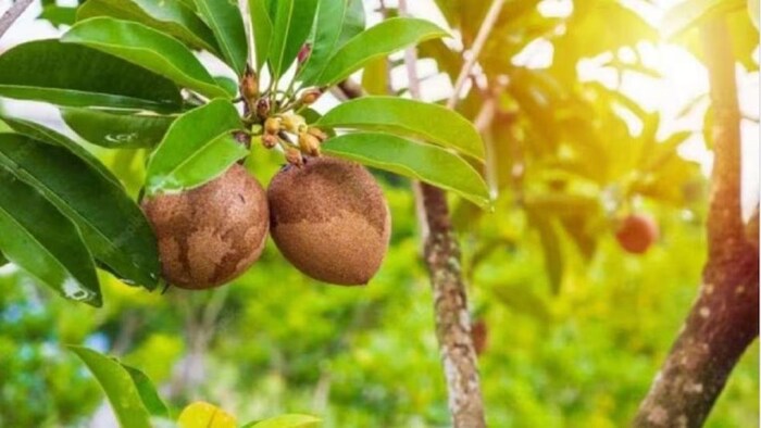 चीकू या सपोटा की खेती कब और कैसे करें, फोटो साभार: फ्रीपिक