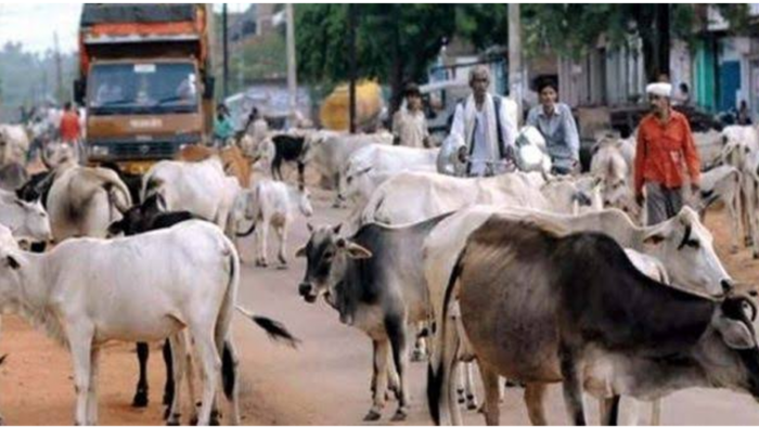 छुट्टा पशुओं किसान के लिए बन रहे हैं काल