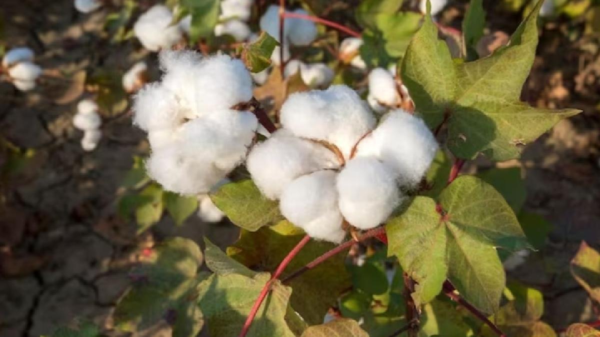 अगले सीजन में कपास की पैदावार गिरने की आशंका है