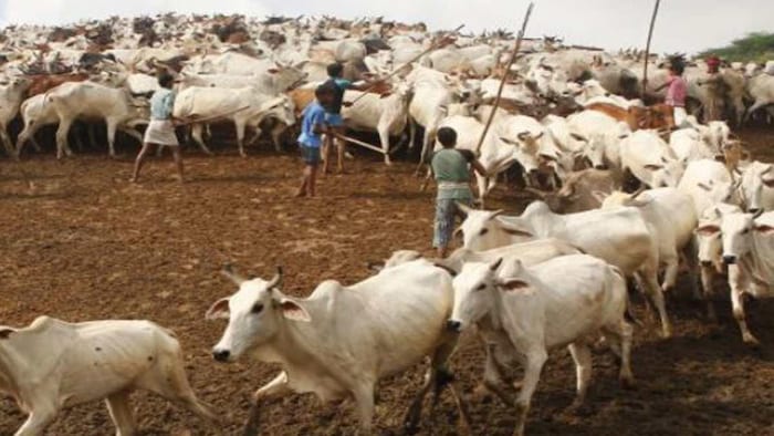 गौशाला में गायों का प्रतीकात्मक फोटो. फोटो क्रेडिट-किसान तक