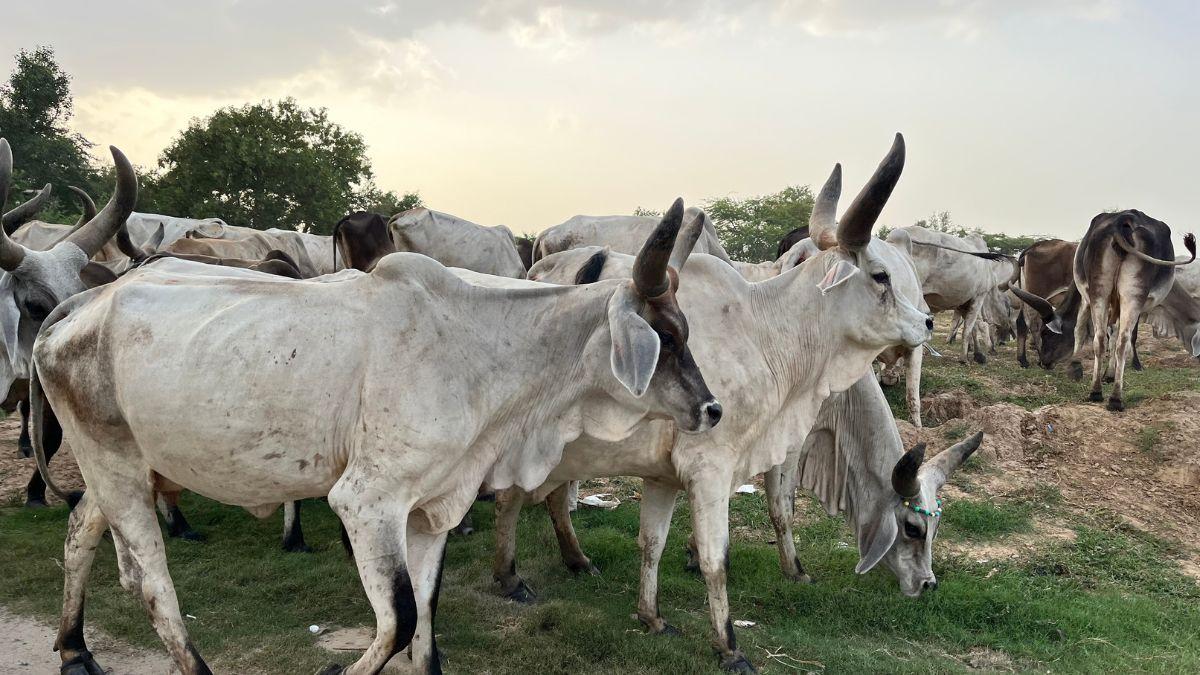 Cow: जानें यूपी के किस जिले में कितने छुट्टा पशु घूम रहे हैं, इलेक्ट्रोनिक सर्विलांस की हो रही मांग 