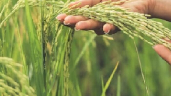 जंगली जानवर से फसल नुकसान का मिलेगा मुआवजा