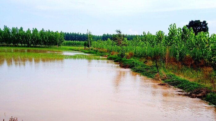 हरियाणा में बाढ़ से बड़े पैमाने पर हुआ है खेती को नुकसान (Photo-Kisan Tak).