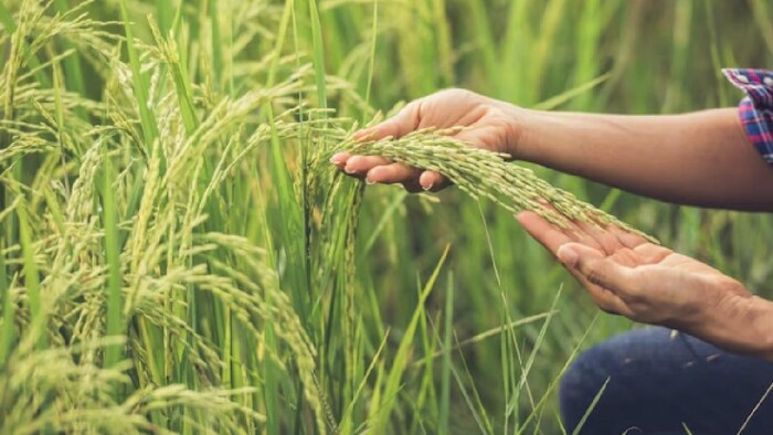 झारखंड में धान की रोपाई पिछड़ गई है