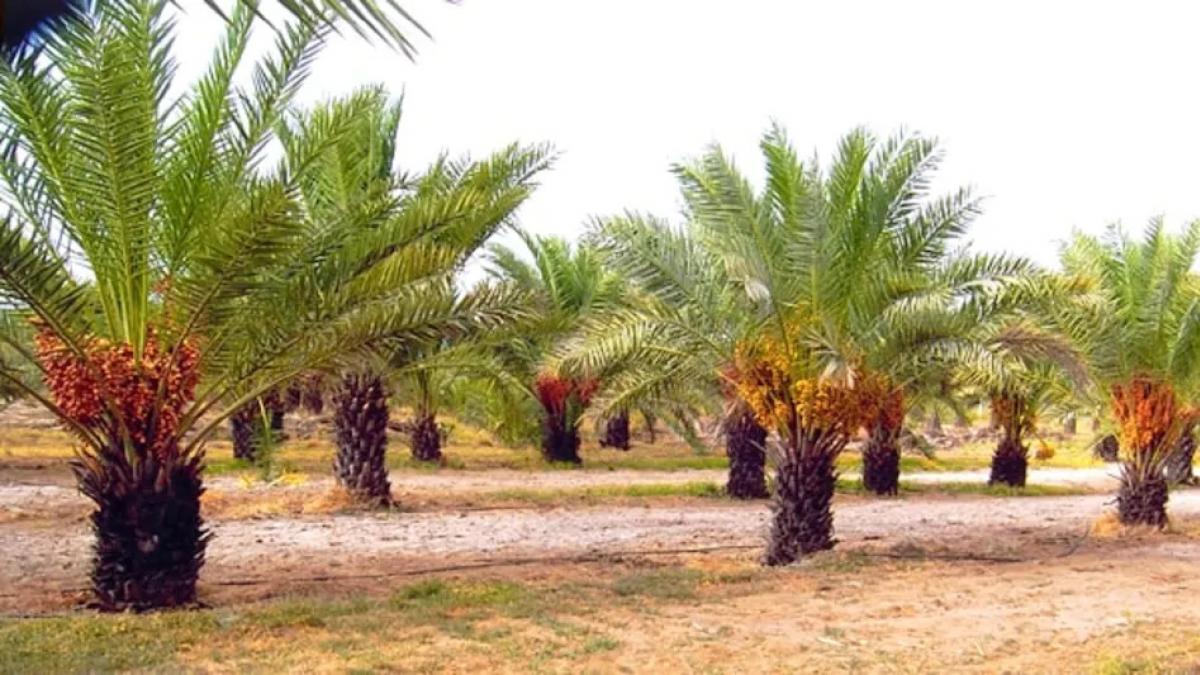 Rajasthan: लगाना चाहते हैं खजूर का बगीचा, तो ये है पूरी प्रक्रिया