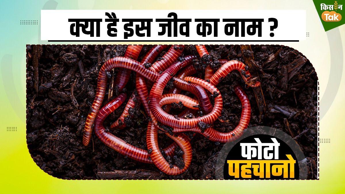 मिट्टी में पाया जाता है ये कीड़ा, उपज दिलाता है भरपूर