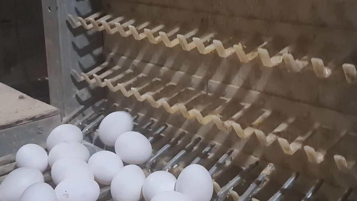 Poultry: अंडे के रेट में आया मामूली सुधार, फिर भी लागत से कम पर बिक रहा