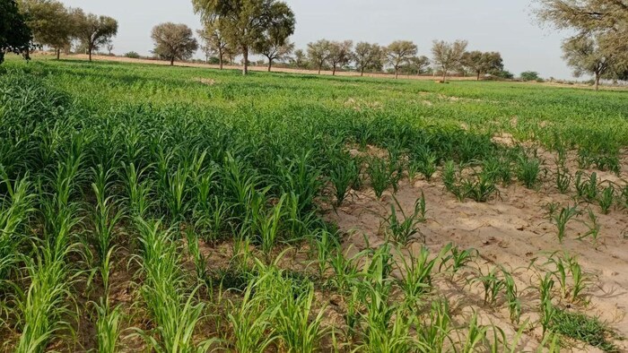 फसलों पर दिख रहा कमजोर मॉनसून का असर