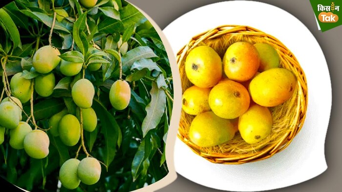 गोवा के मशहूर मनकुराड आम को मिला जीआई टैग