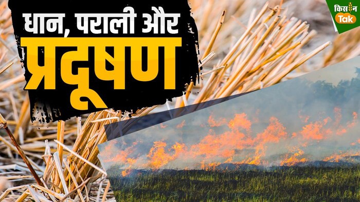 पंजाब-हरियाणा में धान की फसल बाढ़ की वजह से खराब हो गई है. GFX Sandeep Bhardwaj