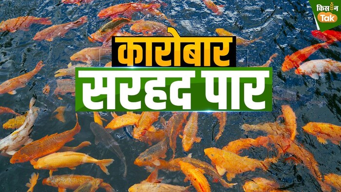 मछलियों का प्रतीकात्मक ग्राफिक्स- ग्राफिक्स क्रेडिट-संदीप भारद्वाज