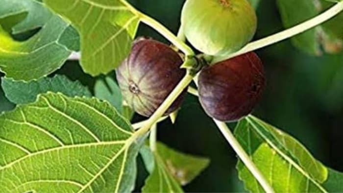 जानिए अंजीर की खेती के बारे में