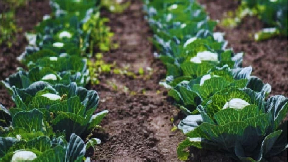 Cauliflower Farming: अगले महीने शुरू करें गोभी की खेती, ये पांच किस्में दिलाएंगी बेहतर मुनाफा Cauliflower Farming: अगले महीने शुरू करें गोभी की खेती, ये पांच किस्में दिलाएंगी बेहतर मुनाफा