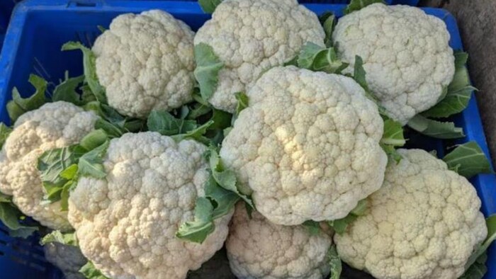 बंपर कमाई कराएगी ये सफेद फूलगोभी