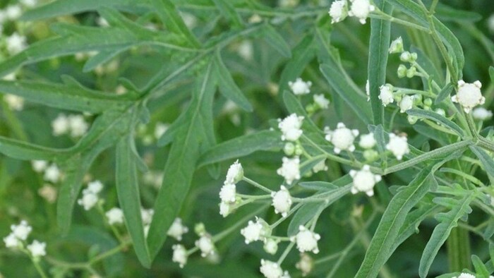 वैज्ञानिकों ने बताई गाजर घास को नष्ट करने की विधि