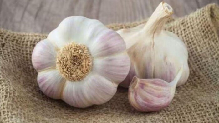 जानिए लहसुन की अच्छी किस्मों के बारे में