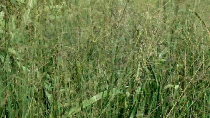 क्या है गिनी घास की खासियत?