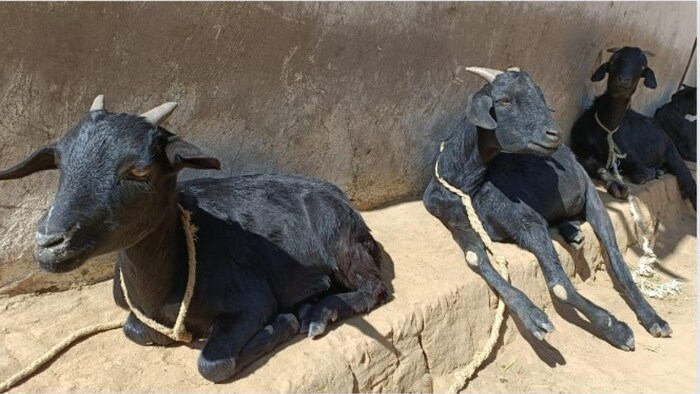 चामगुरु गांव में घर के बाहर बैठी बकरी फोटोः किसान तक