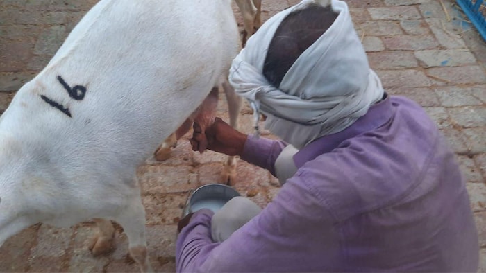 बकरी का दूध निकालता पशुपालक. फोटो क्रेडिट- राशिद