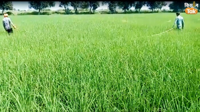 बासमती धान की खेती में ऐसे करें पत्ती लपेटक पर कंट्रोल (Photo-Kisan Tak).