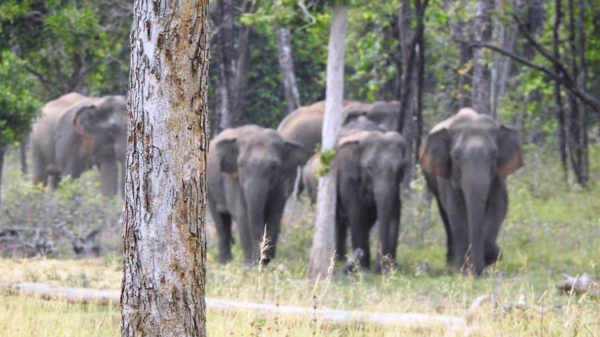 Animal & Human Conflict: छत्तीसगढ़ में जंगली हाथियों के प्रकोप से गांव वालों को बचाने में एआई बना मददगार