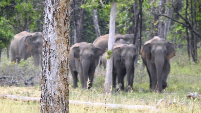 छत्तीसगढ़ सरकार मोबाइल ऐप की मदद से बचाएगी ग्रामीणों को जंगली हाथियों के प्रकोप से, फोटो: साभार, छत्तीसगढ़ सरकार