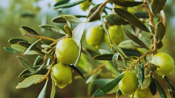 जैतून की उन्नत किस्में बेच रहा है राष्ट्रीय बीज निगम