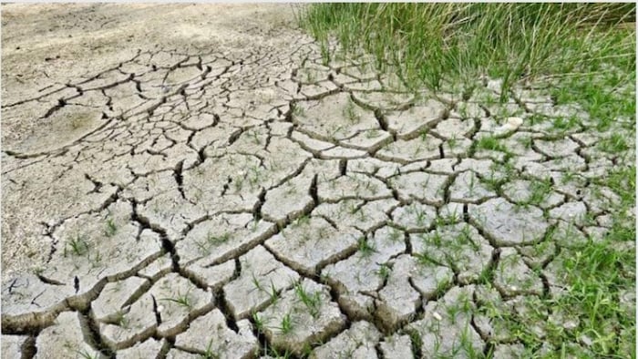 झारखंड के रामगढ़ जिले के एक खेत की तस्वीर फोटोः किसान तक