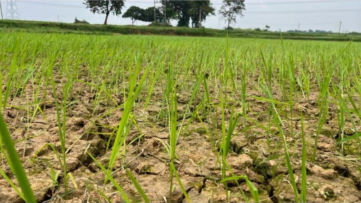 Jharkhand Weather: बारिश का इंतजार कर रहे किसानों को फिलहाल राहत की उम्मीद नहीं, तापमान बढ़ने के कारण सूख रहे खेत