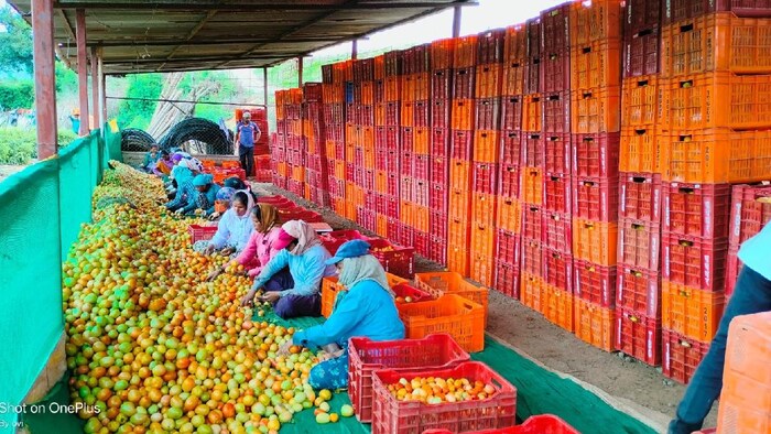 टमाटर के भाव में दो महीने से लगातार तेजी देखी जा रही है