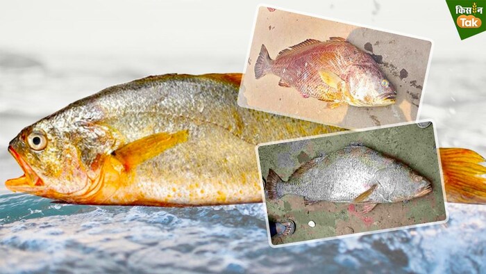 कचिडी मछली ने मछुआरे को बना दिया लखपति