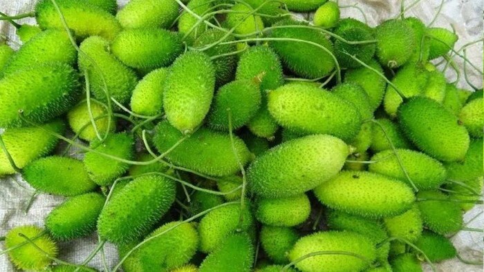 क्या हैं कंटोला के फायदे?