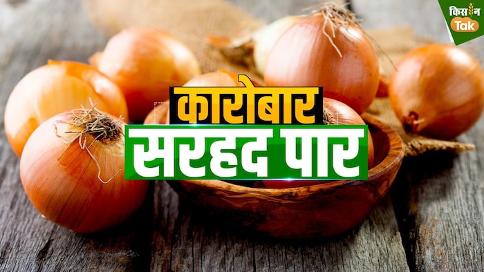 प्याज के उत्पादन और एक्सपोर्ट की पूरी कहानी.