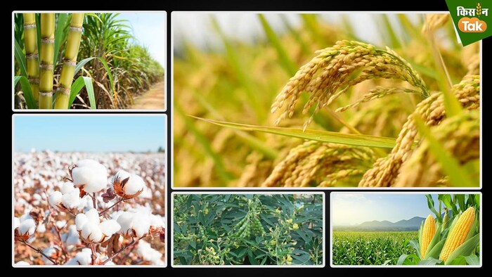 खरीफ फसलों की कितनी हुई बुवाई (Photo-Kisan Tak).