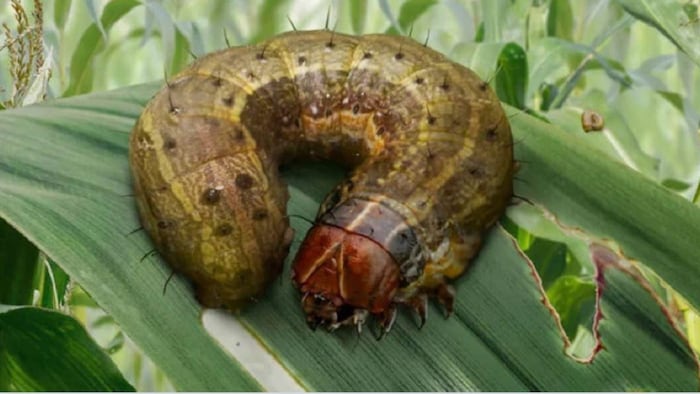 मक्के के लिए बेहद खतरनाक है फॉल आर्मी वर्म कीट (Photo-Syngenta).