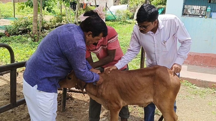 नांदेड़ में पशुओं का काल बनी लंपी बीमारी