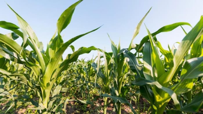 बिहार में मक्के की खेती को बढ़ावा दिया जा रहा है