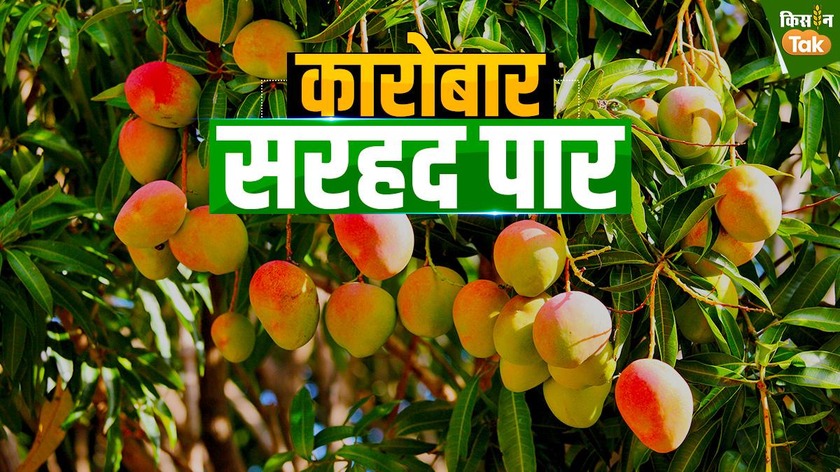 भारतीय आमों के मोहपाश में बंधे दुन‍िया के 50 देश, जान‍िए आम उत्पादन और एक्सपोर्ट की कहानी 