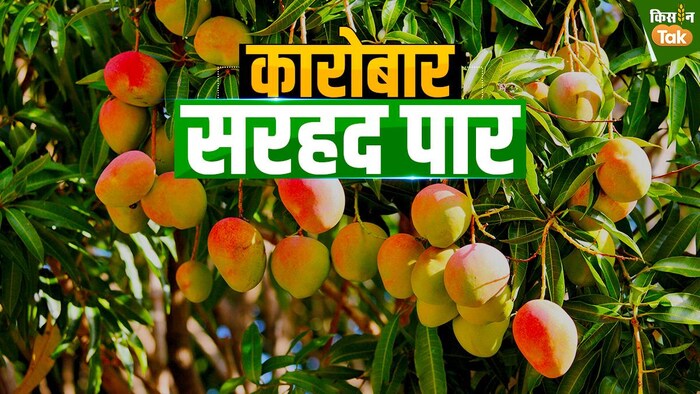 कितना आम एक्सपोर्ट करता है भारत?