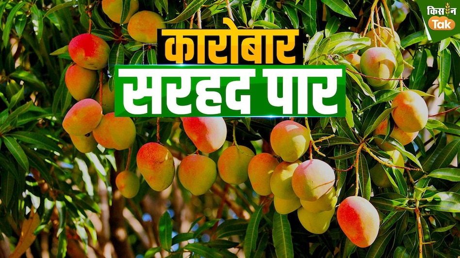 भारतीय आमों के मोहपाश में बंधे दुनिया के 50 देश, जानिए आम उत्पादन और एक्सपोर्ट की कहानी  भारतीय आमों के मोहपाश में बंधे दुनिया के 50 देश, जानिए आम उत्पादन और एक्सपोर्ट की कहानी