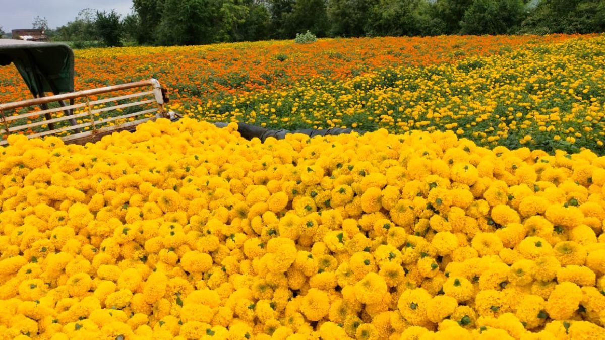 Marigold Farming: त्योहारों में बढ़ जाती है गेंदे की मांग,किसान इन किस्मों की खेती कर कमा सकते हैं बेहतर मुनाफा 
