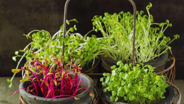 21 दिन में तैयार हो जाती है किचन में उगाई जाने वाली ये सब्जी