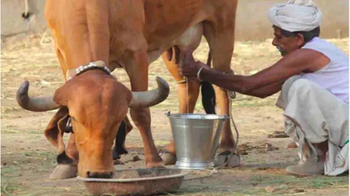 Nand baba mission: यूपी में नई श्वेत क्रांति का खाका हुआ तैयार, 621 विकास खंडों में स्थापित होंगी दुग्ध उत्पादक सहकारी समिति