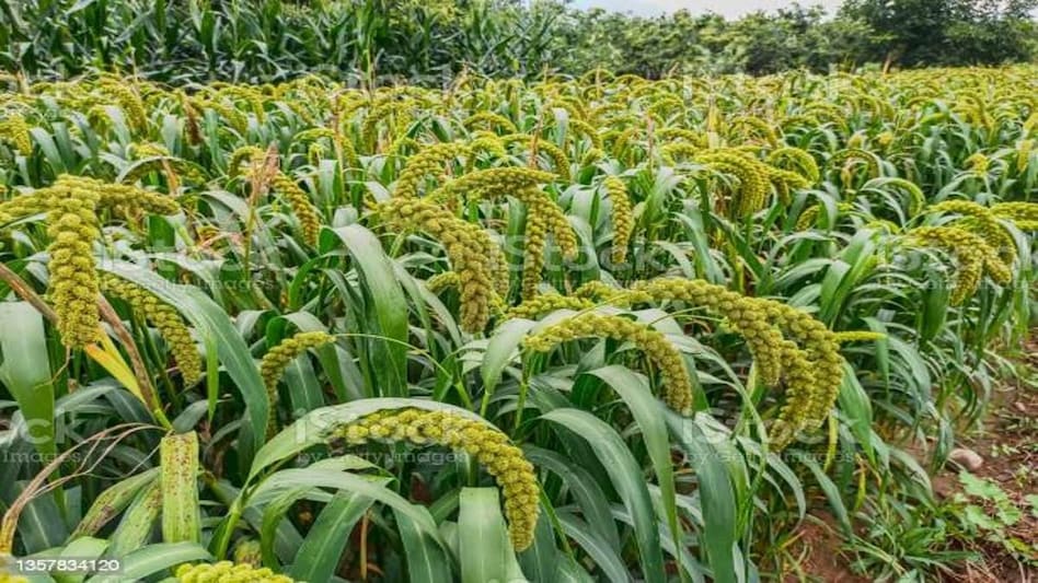 Millet Cultivation: केरल को मिला केंद्र का साथ, मिलेट की पैदावार बढ़ाने के लिए पूरी प्लानिंग तैयार Millet Cultivation: केरल को मिला केंद्र का साथ, मिलेट की पैदावार बढ़ाने के लिए पूरी प्लानिंग तैयार