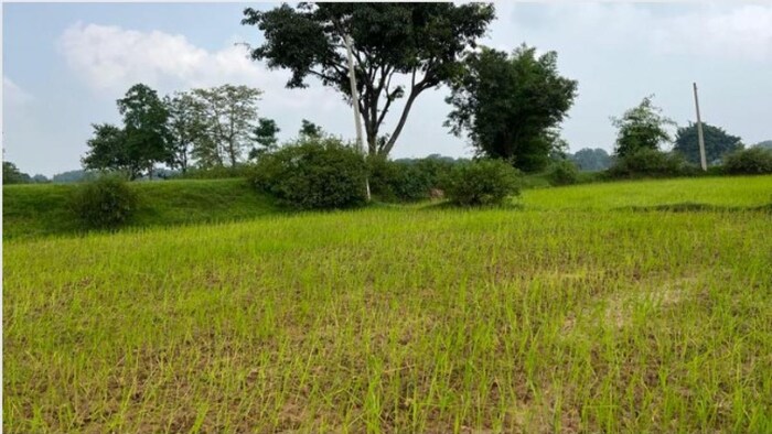 बारिश की कमी के कारण सूखते खेत फोटोः किसान तक