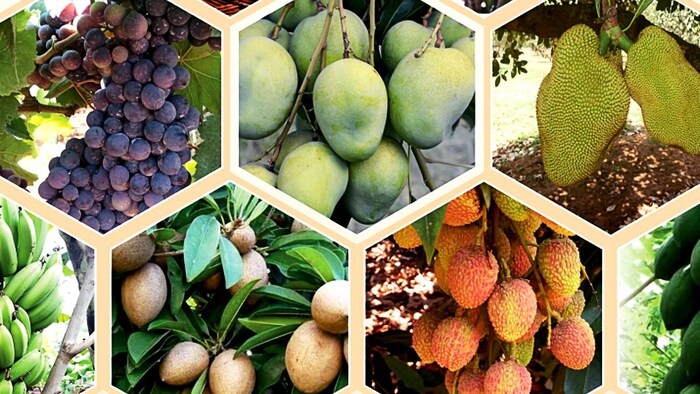 बागवानी फसलों के नुकसान पर मिलेगा मुआवजा (Photo-Ministry of Agriculture).