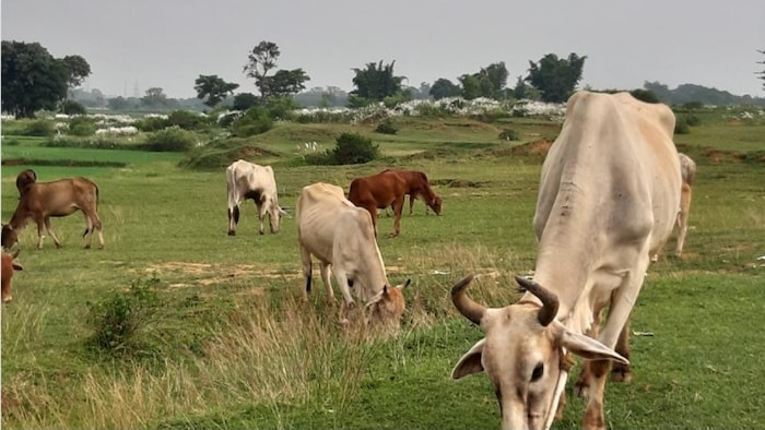 पशुधन विकास योजना से बढ़ेगी किसानों की आय फोटोः किसान कर