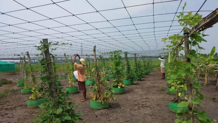 क्या है मल्टी लेयर फ़ार्मिंग?